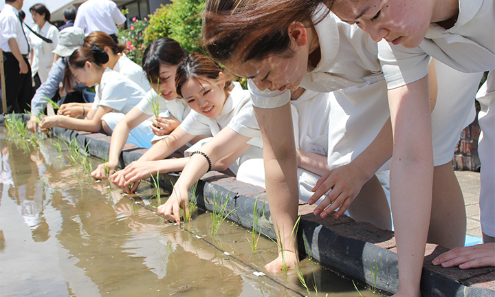 田植え